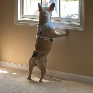 Authentication certificate